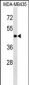 MAPK3 Antibody